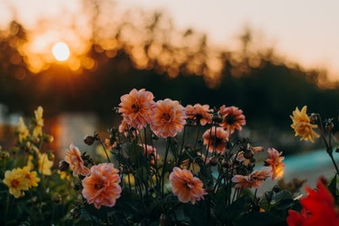 flowers with sunrise